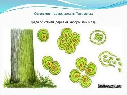 Одноклеточные водоросли 7 класс биология