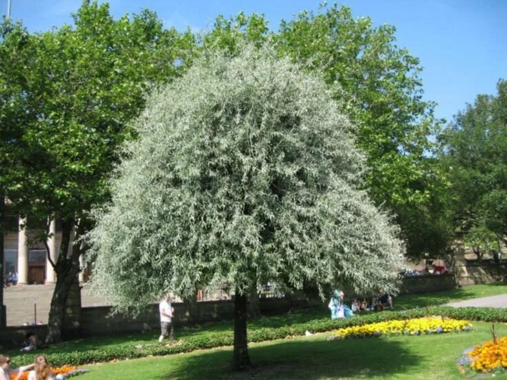 Груша иволистная Пендула. Купить саженцы в питомнике