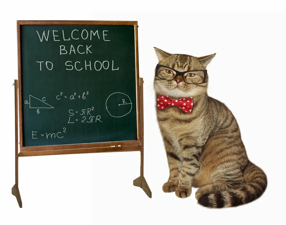Котики в линию учи 8 класс. Кот учитель. кот в очках учитель. умный кот на белом фоне. умный котик на белом фоне.