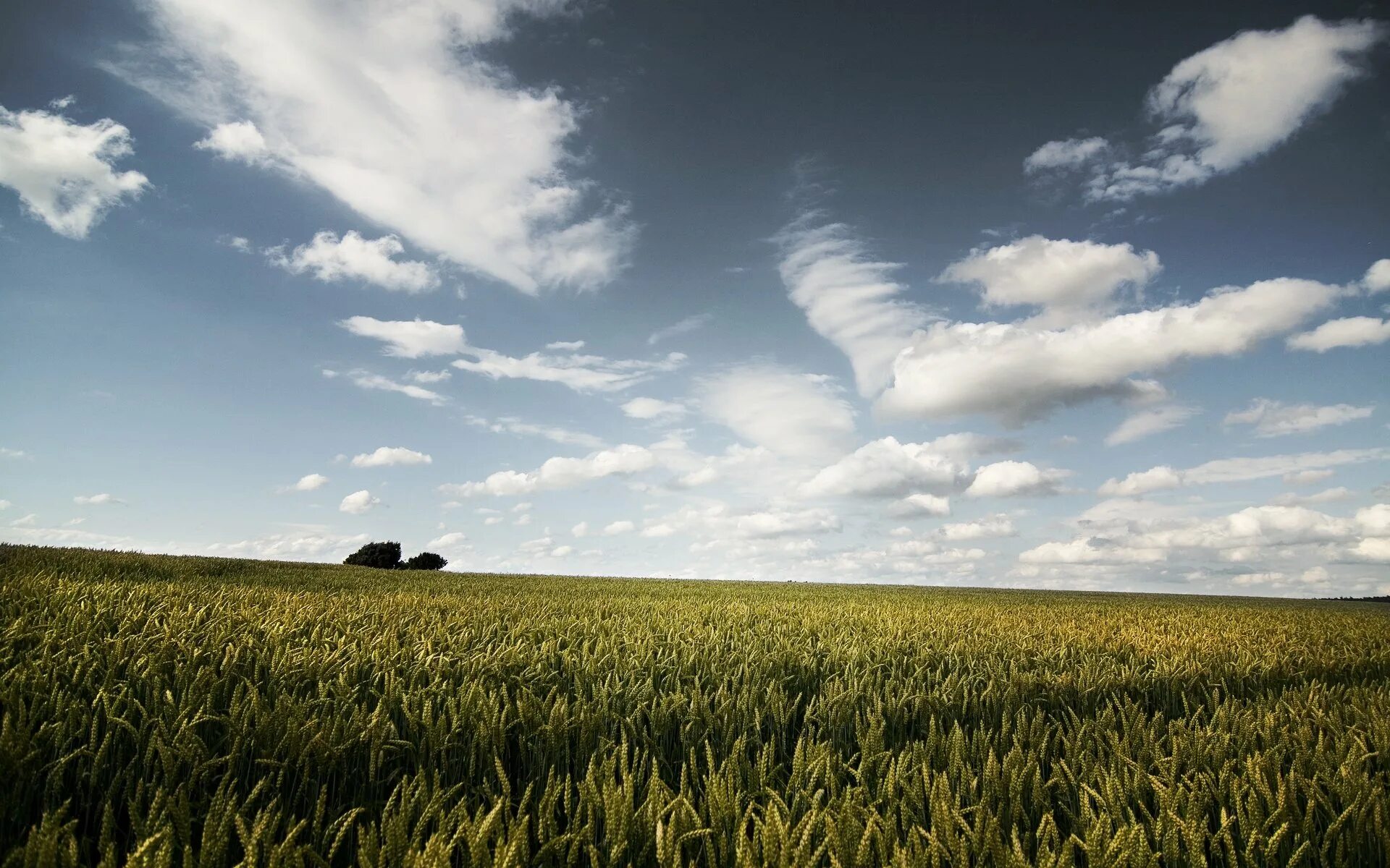 Степь панорама. Закат в поле. В поле. Фон поле. Над бескрайним полем.