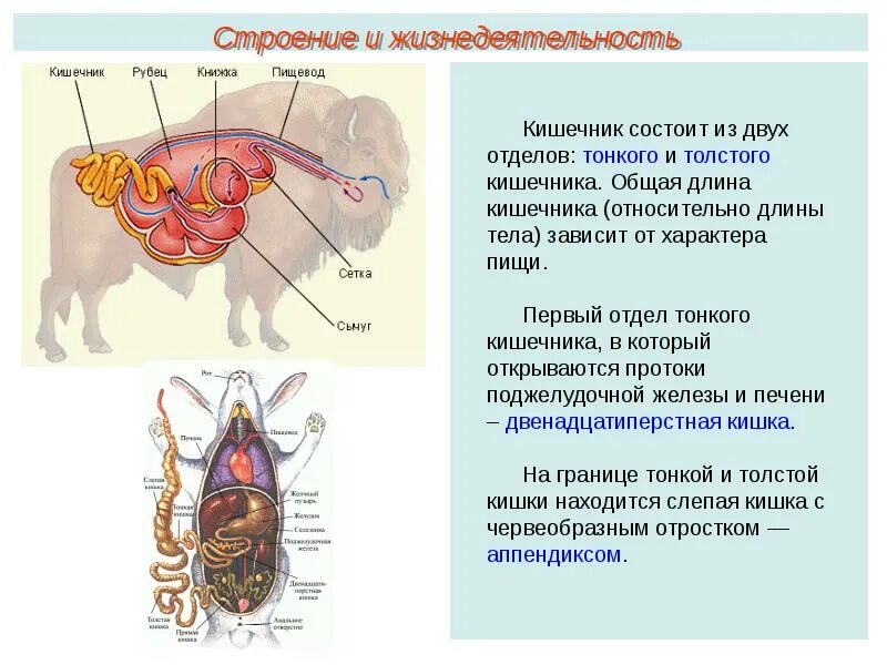 Класс млекопитающие подготовка к ЕГЭ презентация. Класс млекопитающие 7 класс биология. Класс млекопитающие ОГЭ. Млекопитающие протоки. Контрольная работа биология по теме млекопитающих