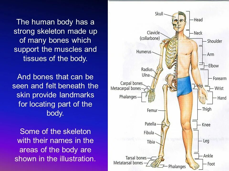 B d y h m s. Structure which supports the body is это. How many Bones has Human. Bones and muscles of the Human body scheme.
