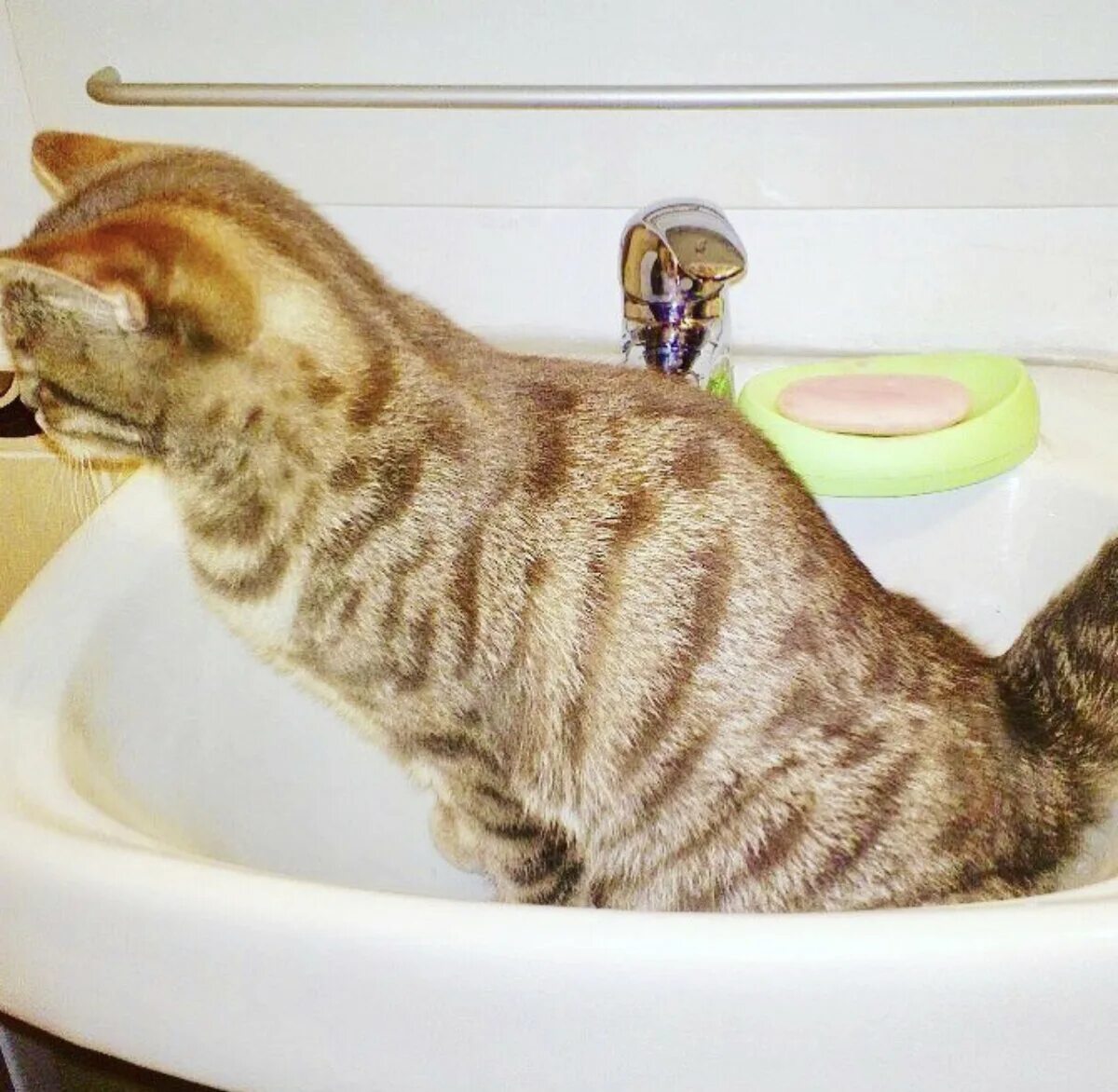 Как приучить кошку к воде. Приучить котенка к унитазу. приучить котенка к туалету. как приучить кота к унитазу. как приучить котёнка к унитазу.