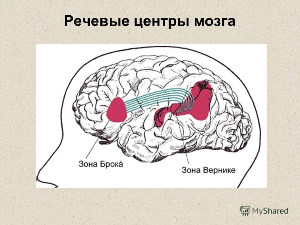 Центр мозга. Зоны головного мозга брока и вернике. центр вернике и центр (зона брока).. зона брока головной мозг. центр моторной речи брока расположен.