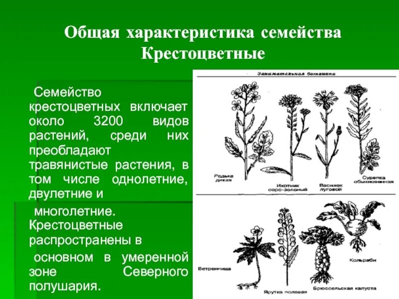 Семейство крестоцветные 6 класс. Крестоцветные растения таблица. Крестоцветные характеристика. Семейство капустные корни. Для цветка семейства крестоцветных характерно