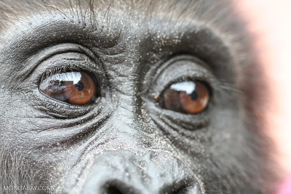 Глаза приматов. Глаз мартышки. Глаза обезьяны крупно. Глаз обезьянки. Глаза приматов.