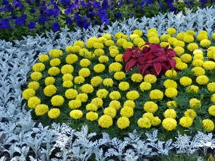 Клумба с низкорослыми многолетними цветами