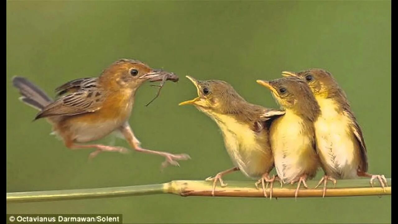 Птица кормит птенцов. Птица кормит птенцов в гнезде. Мама птица кормит птенцов. Птенцы хотят есть.