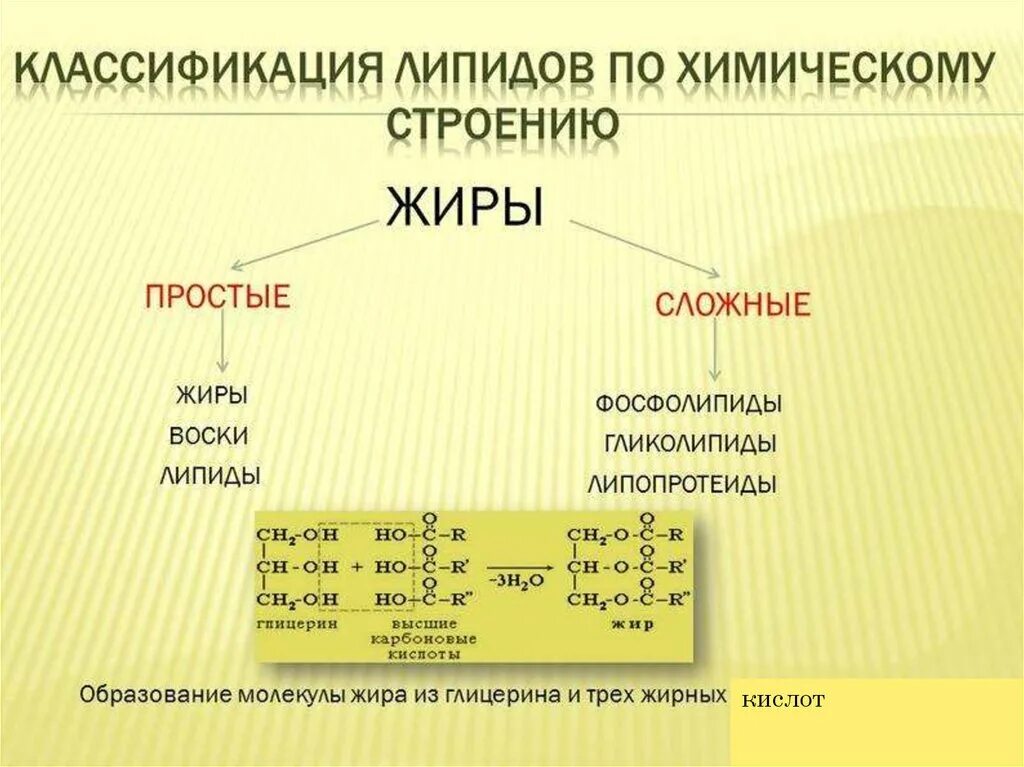 Структура, классификация, функции липидов. Липиды структура жиров. Классификация жиров простые и сложные. Жиры строение классификация функции.