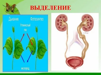 Выделение у растений 6 класс краткое содержание