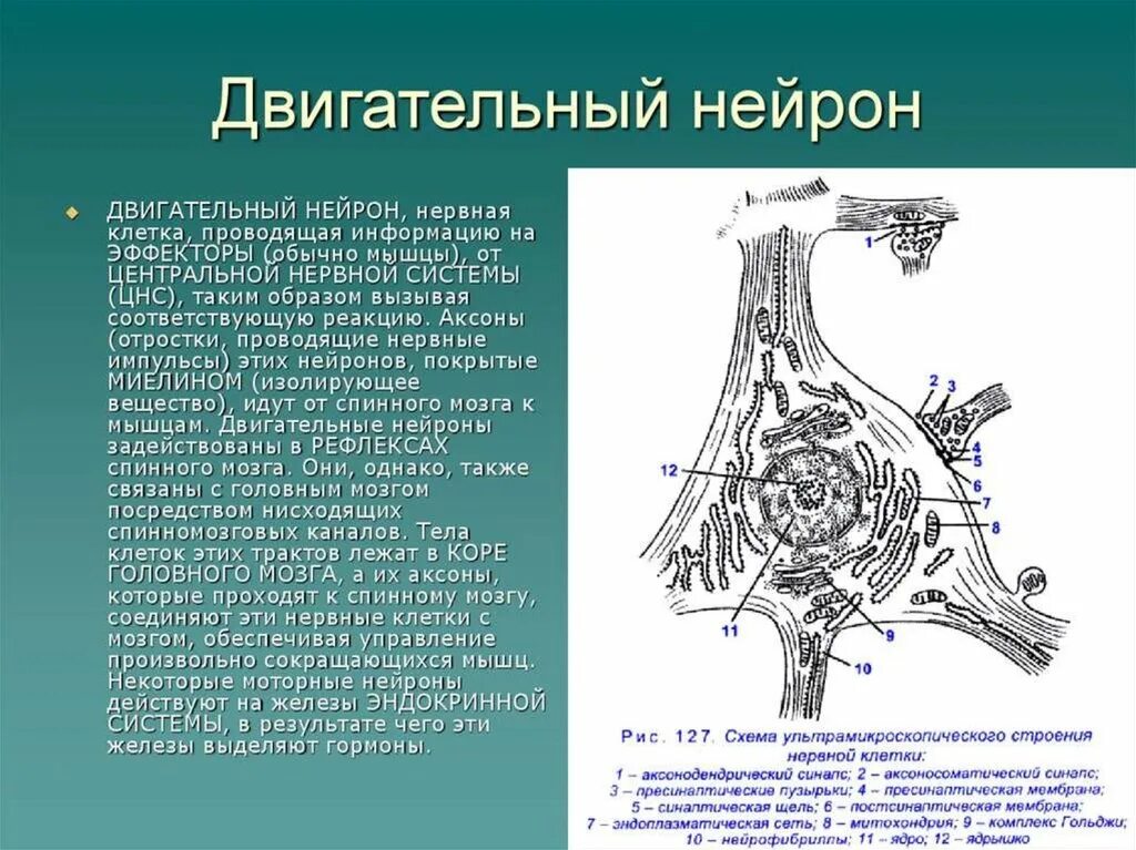 Чувствительный нейрон вставочный нейрон двигательный нейрон. Двигательная нервная клетка. Строение периферического двигательного нейрона. Чувствительные, рецепторные, или афферентные, нейроны. Двигательная нервная клетка.