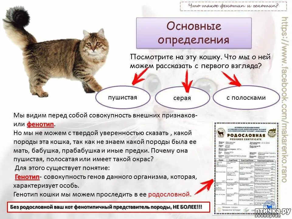 Действие кота если сема вопит котоняня. Признаки породистой кошки. Классификация пород домашних кошек. Сколько пород кошек существует. Возраст котёнка по внешнему виду.