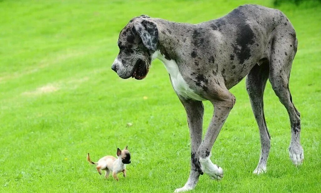 Большие доги собаки. Датский дог Гибсон. Чи Дейн Дейн порода собак. Немецкий дог огромный. Собаки большие и маленькие.