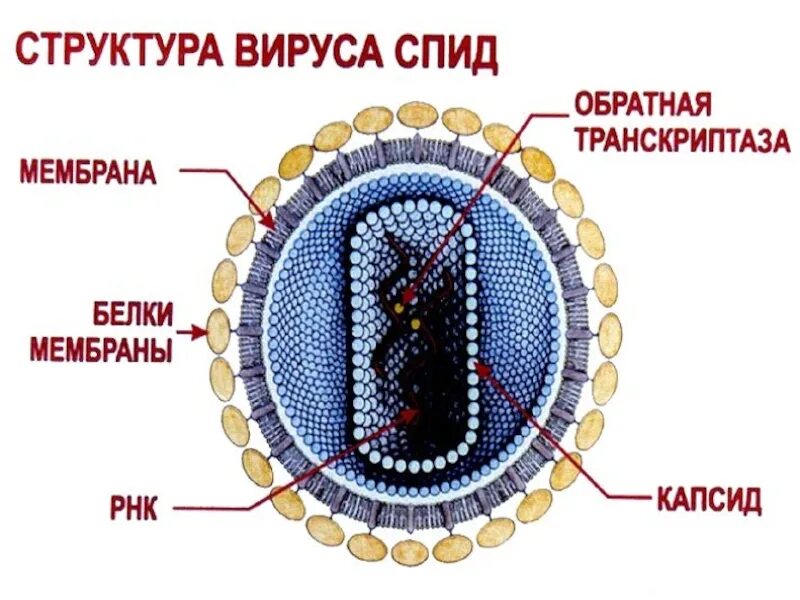 Вич биология. ВИЧ структура вириона. Строение ВИЧ вируса схема. Вирус СПИДА строение 5 класс. Вирус иммунодефицита человека строение.