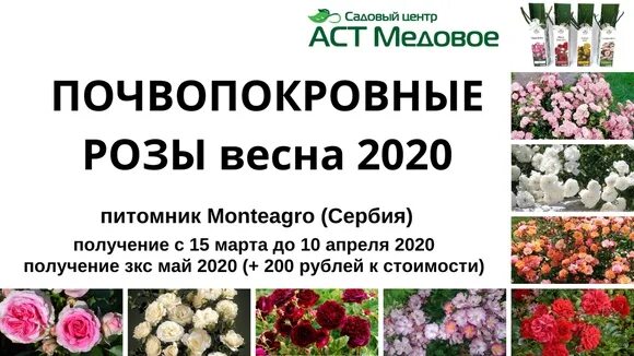 Розы ЗКС. АСТ медовое питомник. Розы Монтеагро. АСТ медовое питомник растений СПБ. Сайты питомников растений в спб
