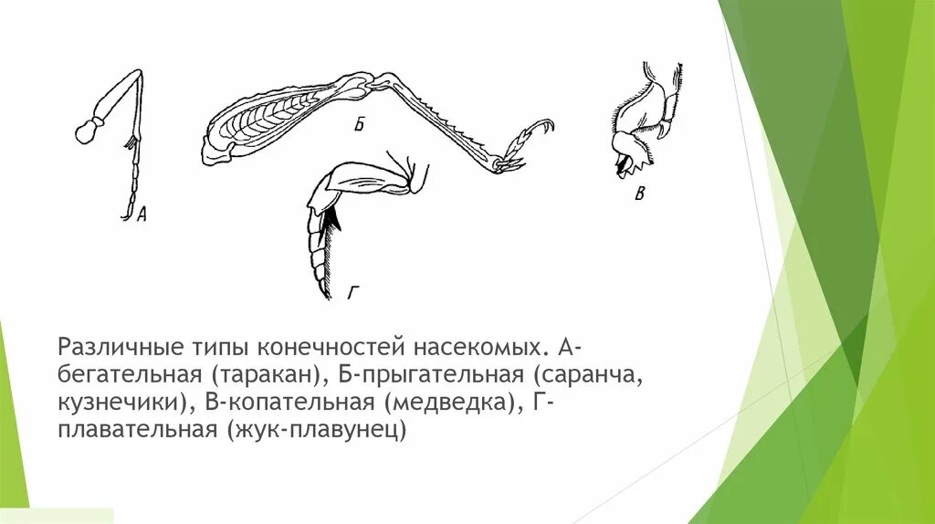 Конечности жука плавунца. Строение конечности плавунца. Строение конечностей жука плавунца. Жук плавунец Тип конечностей. Конечности пчелы и кузнечика ласты дельфина