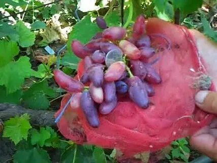 Виноград сорт перцовый красный