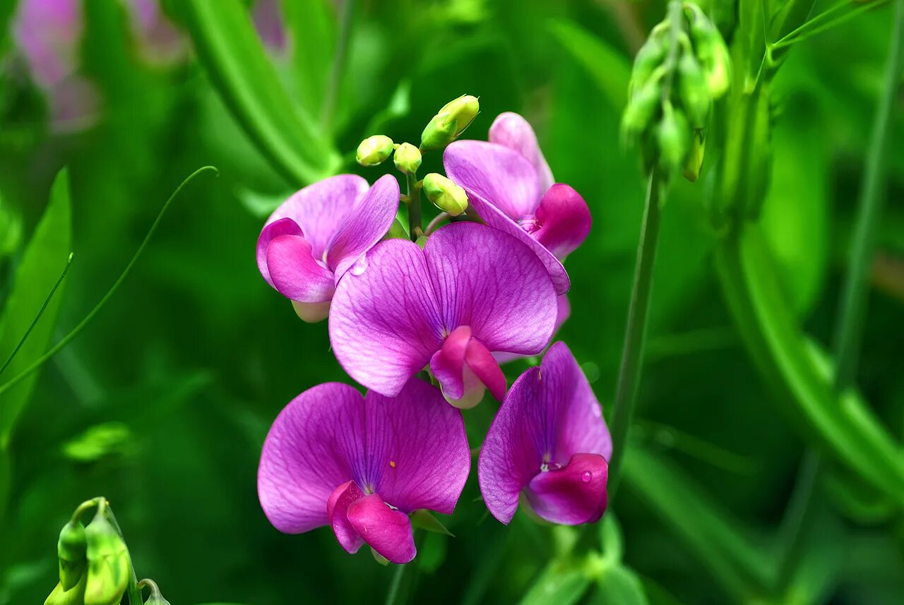 Lathyrus sativus. Латирус (душистый горошек). Lathyrus gmelinii. Луговой душистый горошек. Горошек растение виды