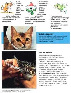 Какая температура у кошек считается