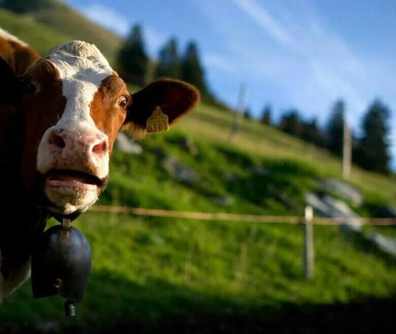 морда коровы. коровы удивлены. голова коровы. корова удивилась. довольная корова.