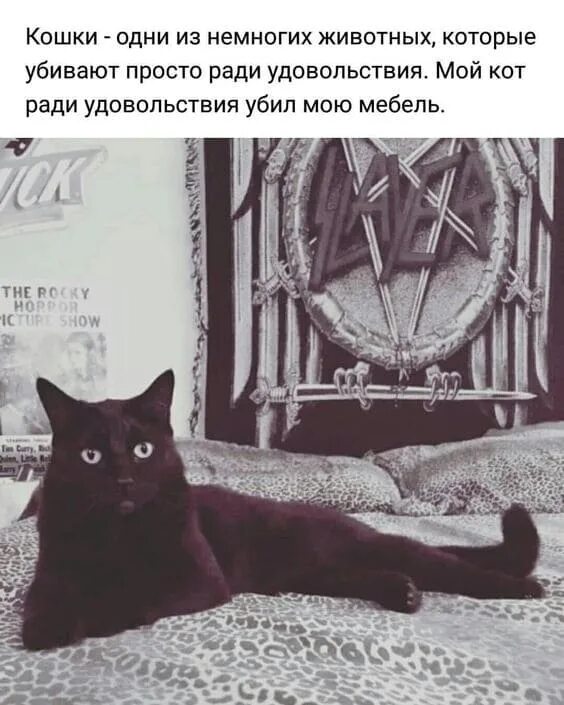 Ради кота. Ради удовольствия. Ради кота. Ради кота. Животные которые могут убить ради удовольствия.