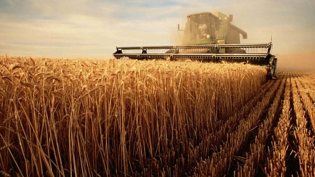 In northern india they harvest their wheat. Агропромышленный комплекс.Растениеводство на европейском юге. Сельское хозяйство в России АПК 2022. Уборка пшеницы комбайном Кубань. Сельскохозяйственные поля.