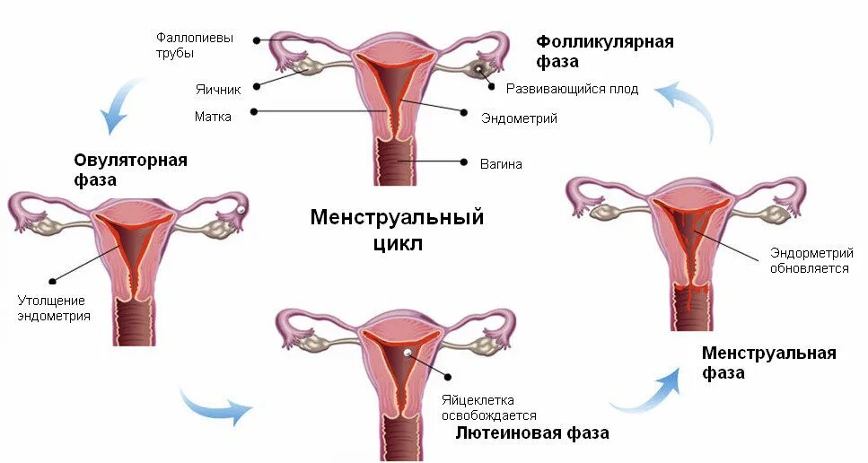 Месячный женщина сколько дней. Менструальный цикл у девушек. Первая стадия – менструация. Нерегулярные менструационного цикла. Менструация цикл картинка.