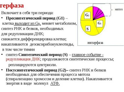 Самый длинный период интерфазы