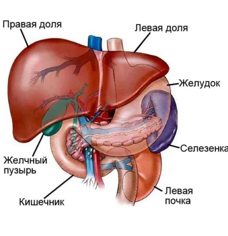 В какой части печень