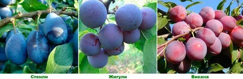 Слива вика