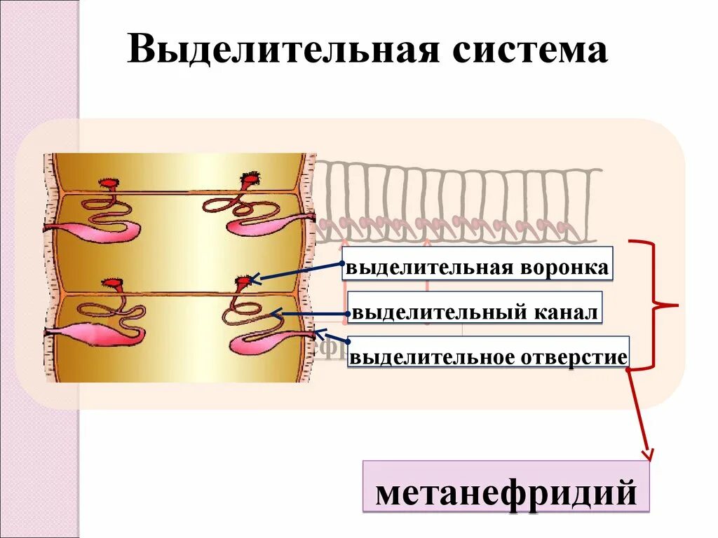 Тип кольчатые черви выделительная система. Выделительная система метанефридии. метанефридии функции. выделительная система пиявок схема. метанефридии дождевого.