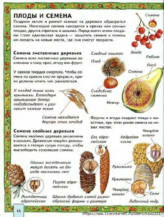 Внутри плодов созревают. Семена плодов и деревьев. Деревья и плоды. Название плодов деревьев. Как называются плоды деревьев.