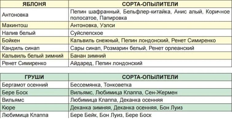Нужен ли груше опылитель
