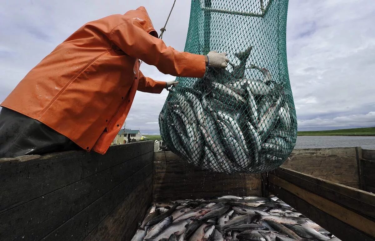 Улов рыбы сетью. Добыча рыбы. Промышленное рыболовство. Рыбная промышленность дальнего Востока. Рыболовный промысел.