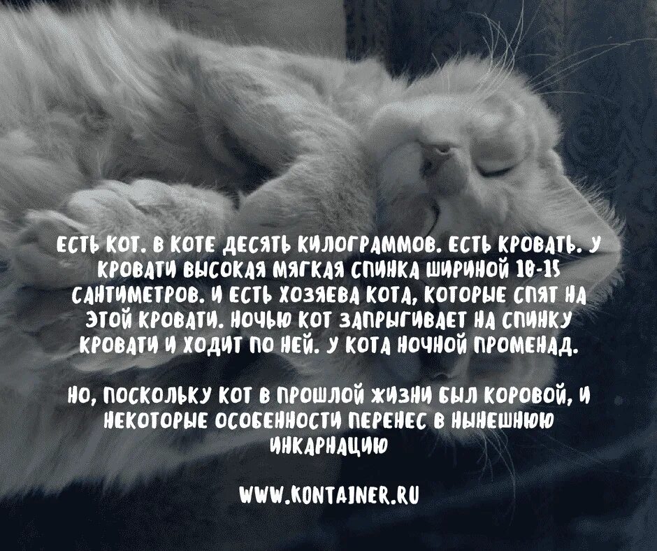 Истории на ночь кот. Страшные истории про котов. страшные истории на ночь про котов. кошка в исламе.