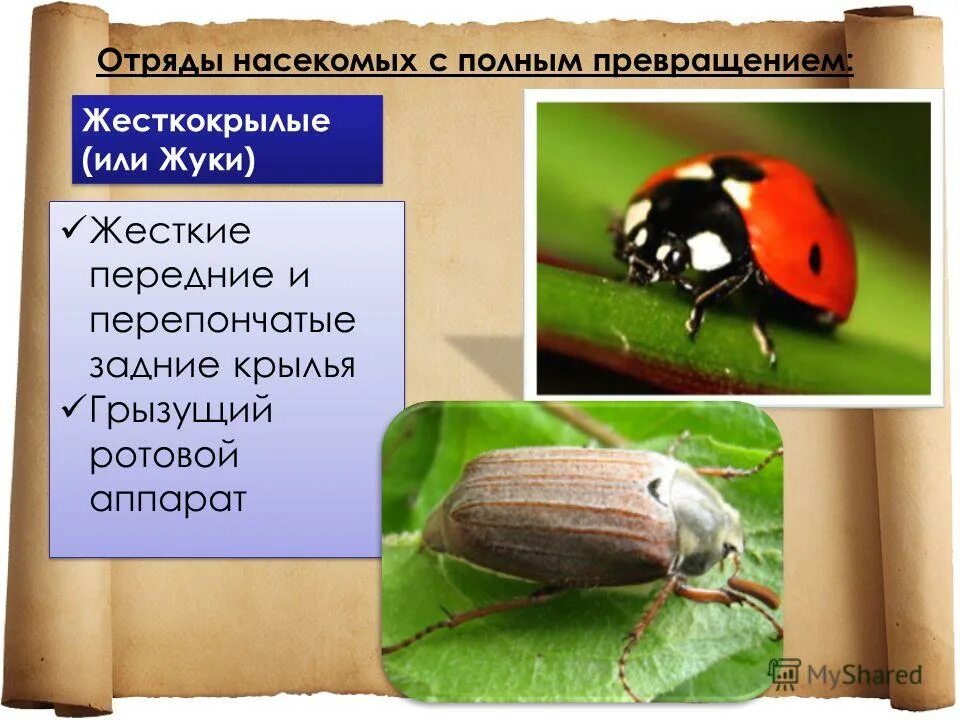 Жук отряд насекомых. Жук отряд насекомых