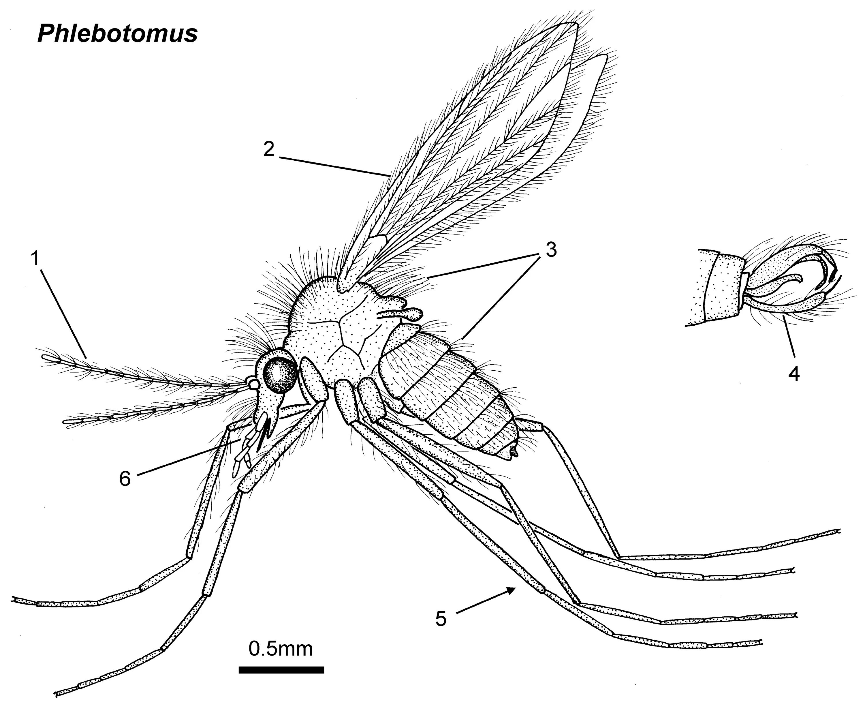 Самка москита рода Phlebotomus. Москит Phlebotomus. Личинка малярийного комара строение. Строение москита Phlebotomus. Комар малярийный комар членистоногие двукрылые