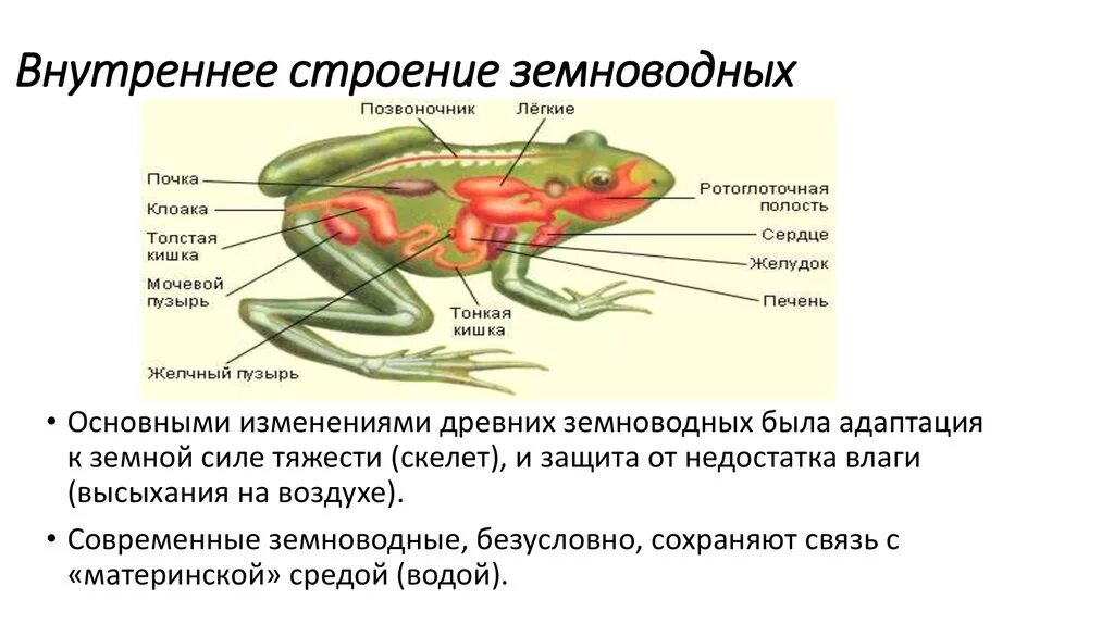 Особенности организма земноводных. Внутреннее строение амфибий 7 класс биология. Внутреннее строение земноводные биология 7 класс. Внешнее строение земноводных 7 класс биология. Внешнее и внутреннее строение земноводных на примере лягушки.