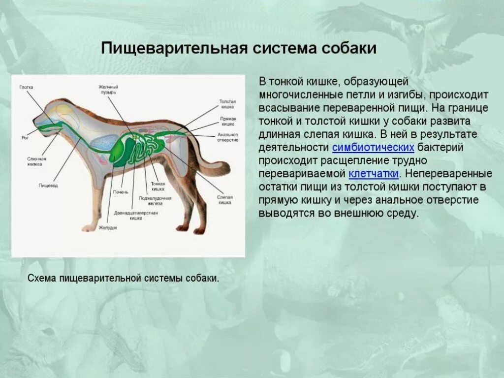 Класс млекопитающие внешнее и внутреннее строение. Биология млекопитающие пищеварительная система. Система органов собаки таблица. Внутреннее строение млекопитающих 7 класс биология. Пищеварительная система собаки биология 7 класс.