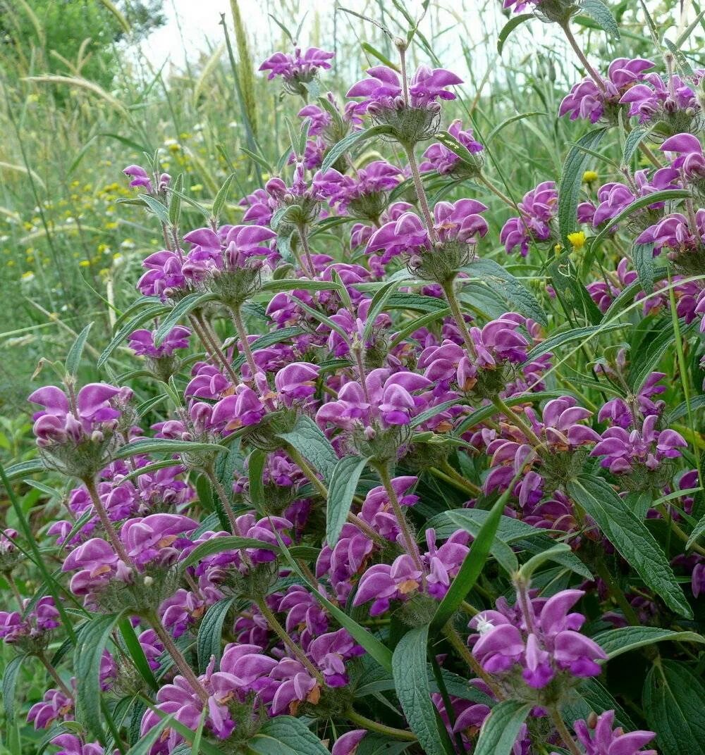 Зопник колючий. Железняк трава. Железняк трава лечебные. Зопник клубненосный. Железняк трава (зопник колючий).