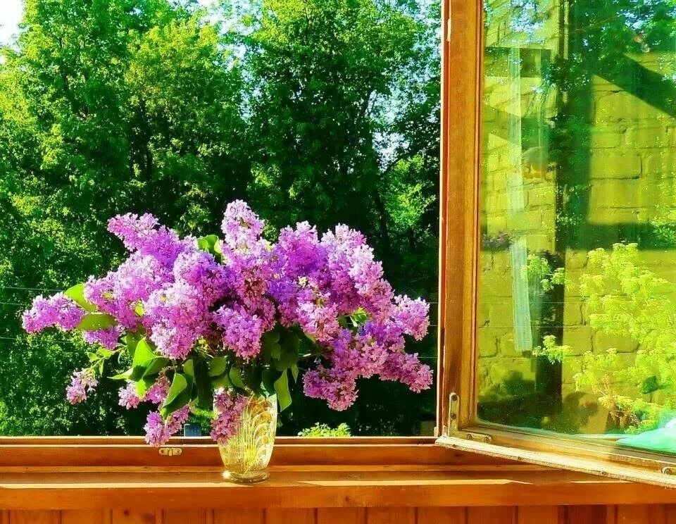 Подарить цветы в окно. Цветы на окне. Окно с цветами. Весенние цветы на окне.