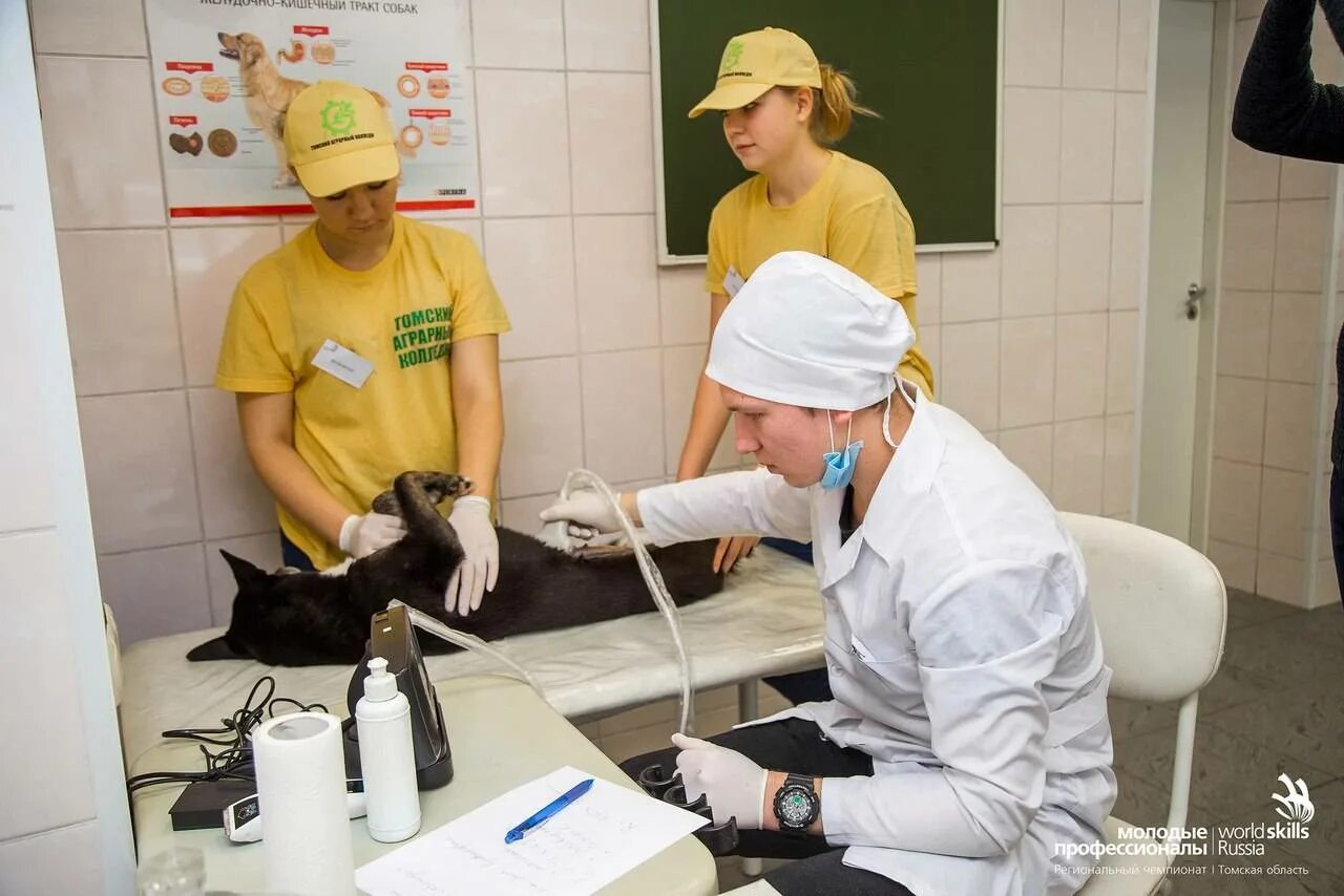 Дуванский ветеринарный колледж. Колледж на ветеринара в москве. Демонстрационный экзамен баллы и оценки. Колледж в москве ветеринар после 9. Ветеринарный колледж уфа.