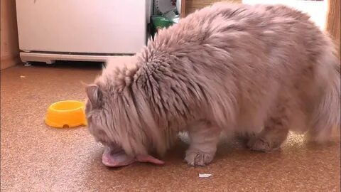 Кошка ест цыплят