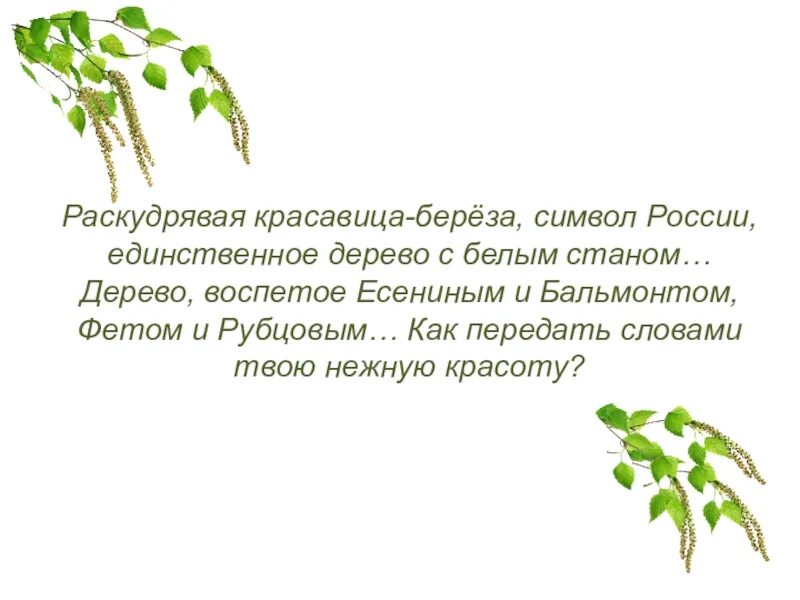 Береза символ России. Береза символ. Символы дерево береза. Почему берёза является символом России.