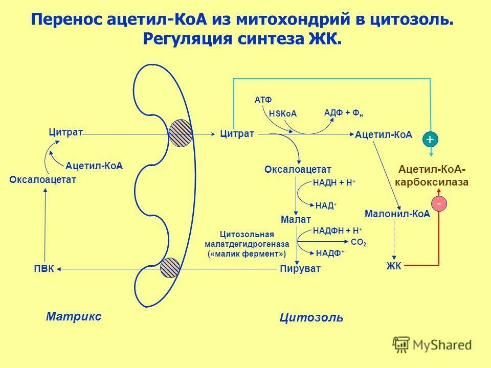 Ацетил коа в митохондриях. Ферменты митохондрий биохимия. Цитозольные ферменты. Челночный механизм ацетил КОА. Малик фермент биохимия.