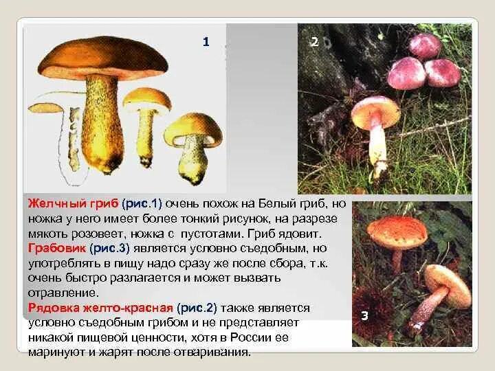 Можно ли употреблять в пищу желчный гриб. Желчный гриб ядовитый. желчный гриб описание. желчный гриб в разрезе. сообщение о желчном грибе.