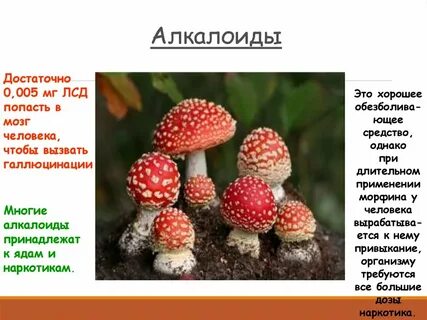 Алкалоиды это