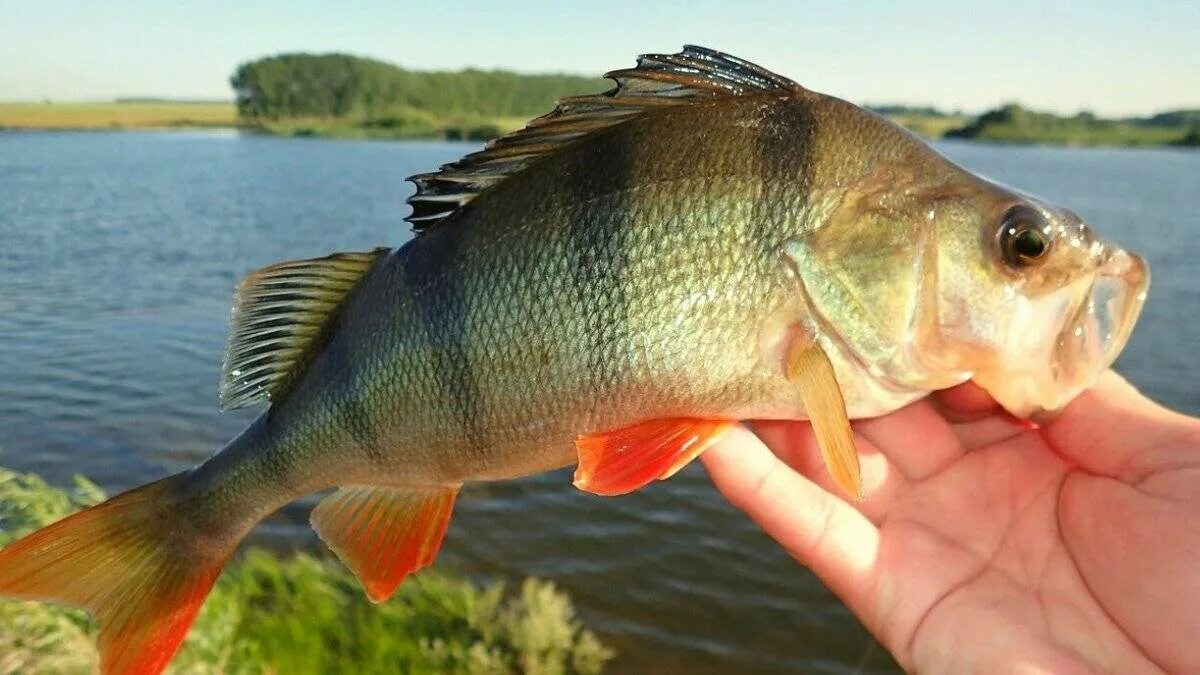 Почему окунь вредная рыба. Окунь берекс. Речной окунь окунь. Красноперый речной окунь. Почему окунь вредная рыба.