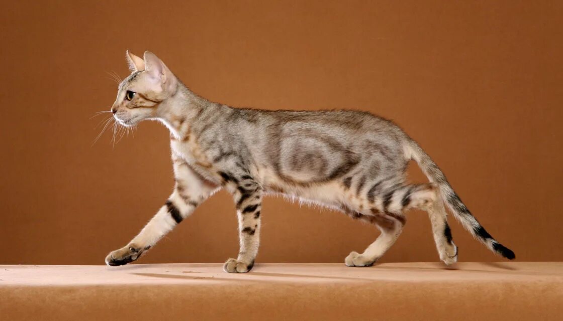 Serengeti Cat - This is a domestic cat breed that looks like the African serval.