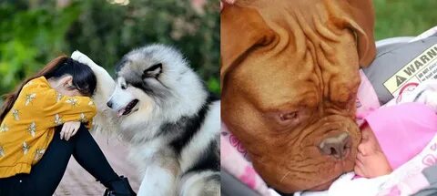 Собаки самые верные животные